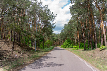 Wild road goes across the forest