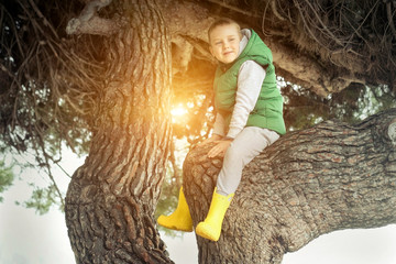 Happy childhood, little boy sit on a tree on a sunny day, family