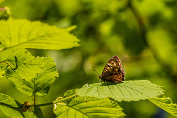 Nature