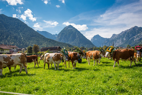 Almabtrieb in Pertisau am Achensee, Tirol / &Ouml;sterreich