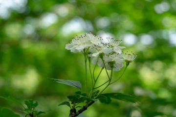 Flowers. Beautiful view of spring  flowers