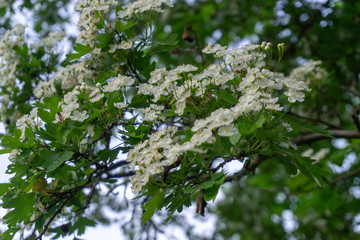 Сloseup of some meat skewers being grilled