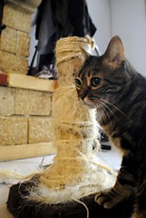 Chat