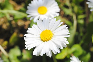 Marguerites