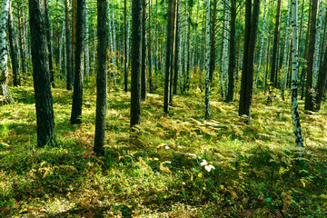 Summer Forest Background