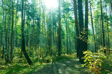 Summer Forest Background