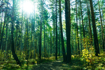 Fototapeta premium Summer Forest Background