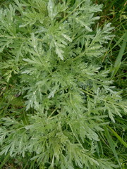 Young bitter wormwood in the spring in the meadow