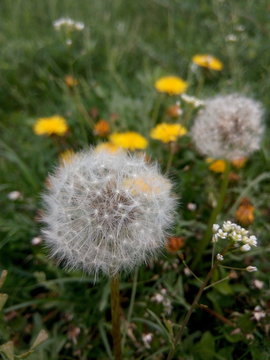 Bags of white fluffy faded dandelions