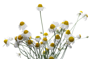 Chamomile flower isolated on white background, with clipping path