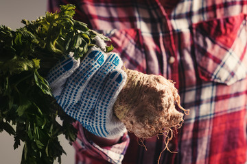 Farmer holding harvested celery
