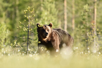 Brown bear in daylight next to a tree