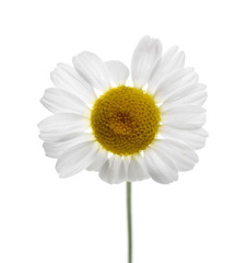 Chamomile flower isolated on white background, with clipping path