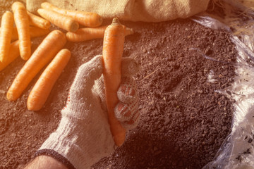 Farmer holding harvested carrot, close up of hand