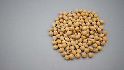 soybeans close up on gray background.