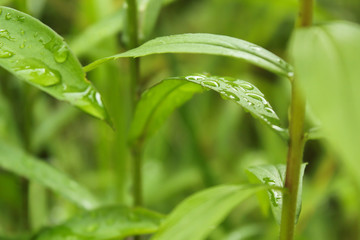 water drops on the fresh green grass