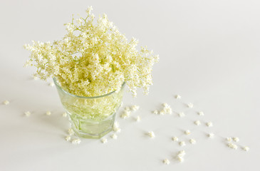 Elderberry (Sambucus nigra) isolated on white background . The flowers and berries are used most often medicinally against flu and fever, angina.