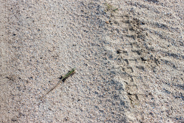 The small sand lizard (binomial name Lacerta agilis) on the sand surface of the road