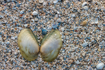 The surface of the sandy beach with empty shell of the bivalve mollusk