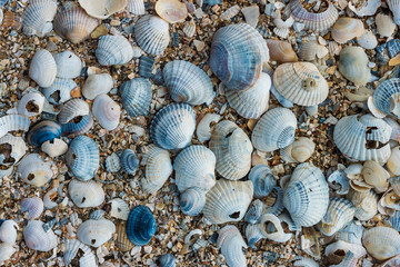 The surface of the sandy seashore with a lot of broken shells of cockle mollusks