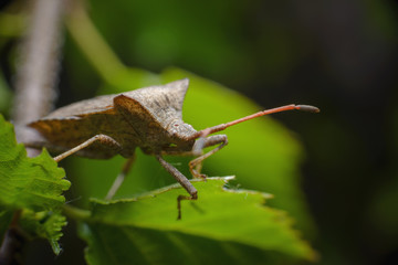 Big brown bug  sits on a green leaf. Insect on leaf extreme close up photo.