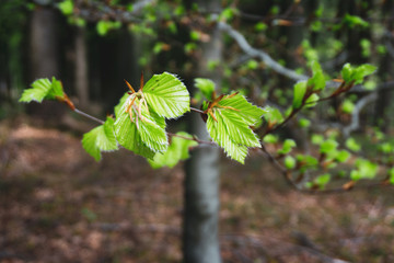 Beech leaves