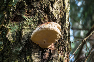 An old stump, infected by fungal plant pathogen - Polypore fungus. This species infects trees through broken bark, causing rot and continues to live on trees long after they have died, as a decomposer