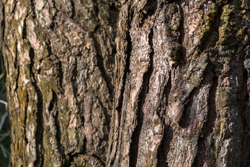 Fragment of natural bark, lit by the soft evening sunlight, may be used as contemporary expressive element of ecological or naturalistic style for interior or graphic design.