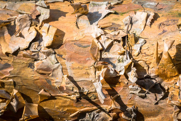 Fragment of natural bark, lit by the soft evening sunlight, may be used as contemporary expressive element of ecological or naturalistic style for interior or graphic design.