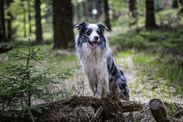 Border Collie in the forest