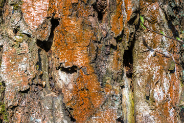 Fragment of natural bark, lit by the soft evening sunlight, may be used as contemporary expressive element of ecological or naturalistic style for interior or graphic design.