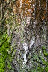 Fragment of natural bark, lit by the soft evening sunlight, may be used as contemporary expressive element of ecological or naturalistic style for interior or graphic design.