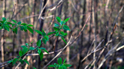 leaves on a branch