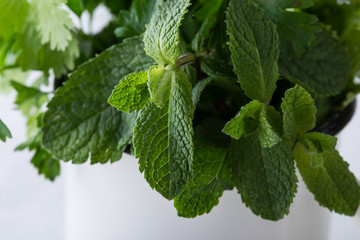 Fresh homegrown organic culinary and aromatic herbs plant, mint
