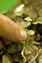 magic mushrooms "psilocybe semilanceata"wild mushrooms containing psilocybin turning into psilocin