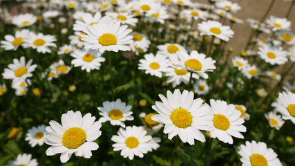 White and small chrysanthemums flowers