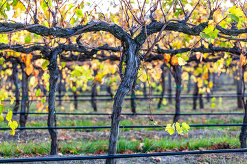 Closeup shot of grape vine with golden leafs with shallow focus