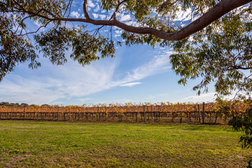 Fototapeta na wymiar Beautiful vineyard in autumn. Mornington Peninsula, Melbourne, Australia