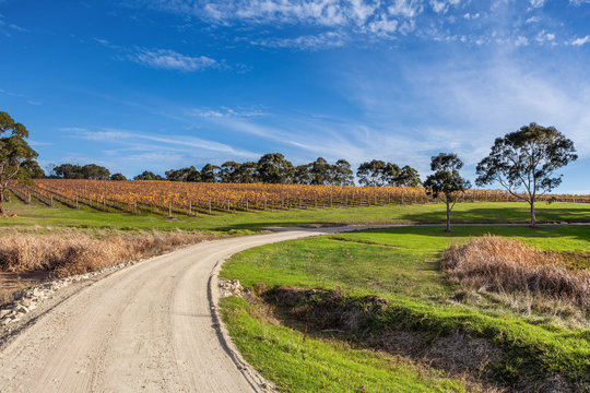 Road Winding Through Vineyard In Scenic Australian Countryside