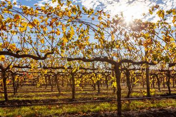 Beautiful grape vines on sunny day - closeup shot
