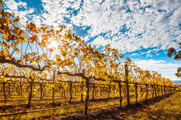 Rows of grape vines with golden leafs and sun flare in autumn in Australia
