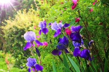 iris und rosen an einer steinmauer -gartenidylle