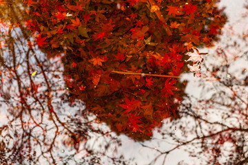 Vivid red maple leafs in the water with reflections and copy space