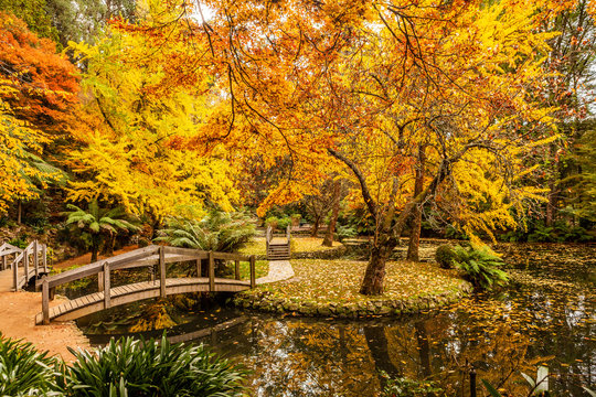 Scenic pond with wooden bridges in Autumn in Australia