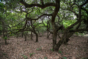 Cashew tree on cashew plantation, fairytale forest in Goa, India