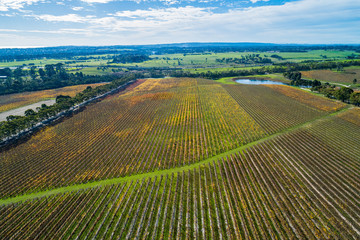 Beautiful scenic vineyard on a sunny day in Australia - aerial view