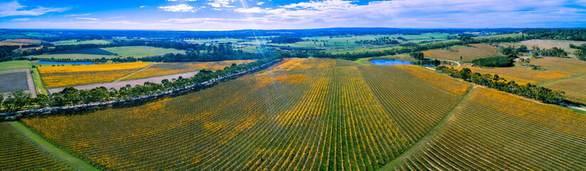 Huge vineyard in autumn on bright sunny day - wide aerial panoramic landscape