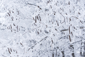 branches of tree covered with snow