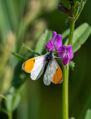 Orange tip Butterfly Resting on a Purple Flower