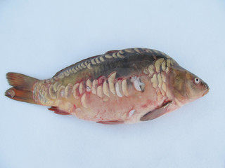 Winter fishing. Live fish, carp in the snow